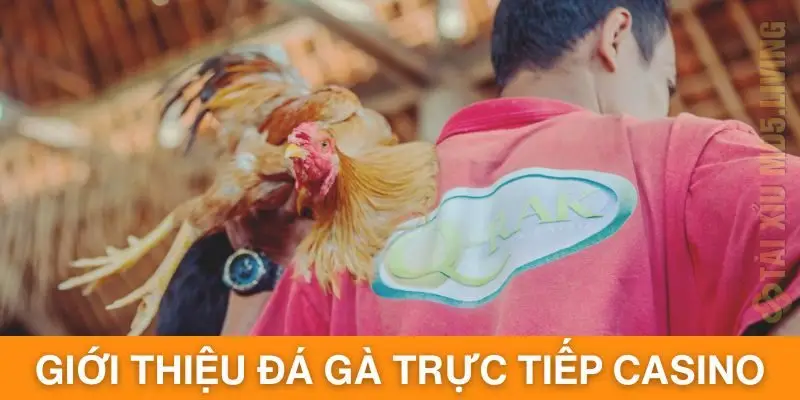 Giới thiệu đá gà trực tiếp casino