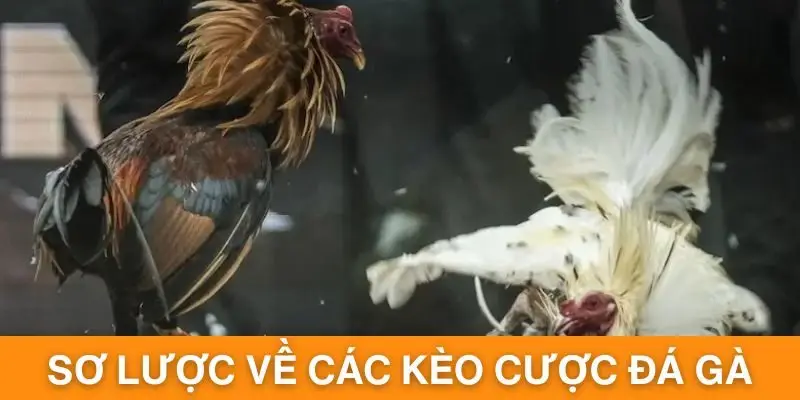 Sơ lược về các kèo cược đá gà đang hot hòn họt